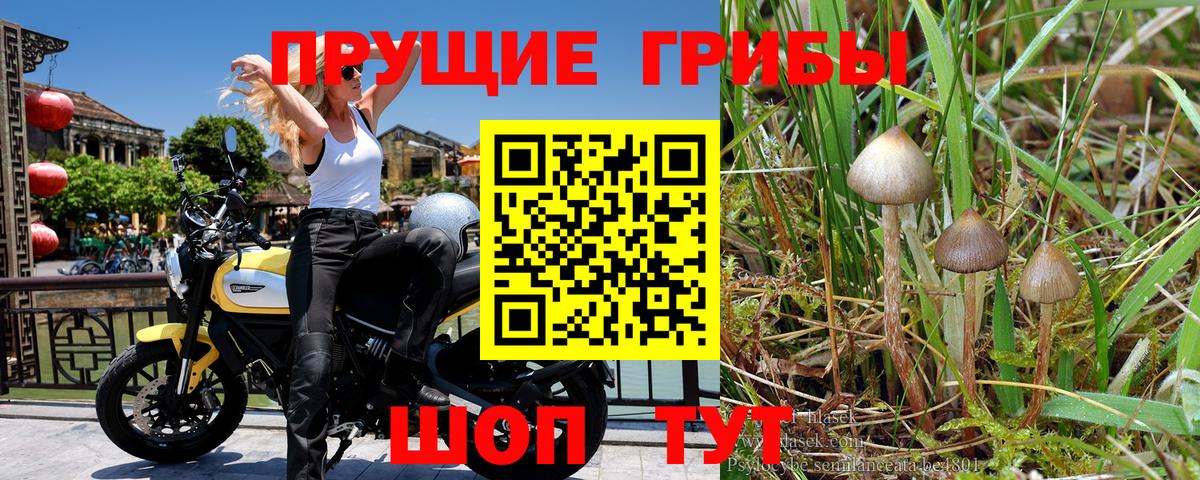 Комсомольск-на-Амуре  Псилоцибиновые грибы мухоморы  Псилоцибиновые грибы прущие грибы  Вход с VPN 